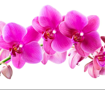 Цветы и растения - 142 | Wall-Style