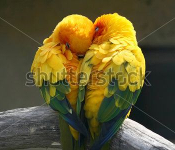 Животные - 52 | Wall-Style