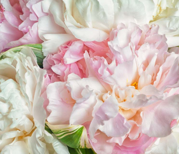 Цветы и растения - 209 | Wall-Style