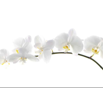 Цветы и растения - 97 | Wall-Style