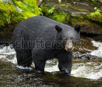 Животные - 67 | Wall-Style