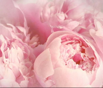 Цветы и растения - 215 | Wall-Style