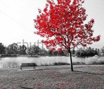 Природа - 511 | Wall-Style