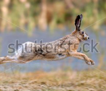 Животные - 415 | Wall-Style