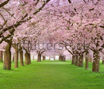 Природа - 563 | Wall-Style