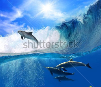 Животные - 71 | Wall-Style