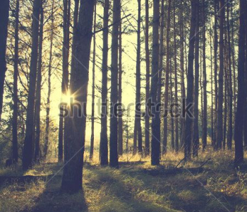 Природа - 120 | Wall-Style