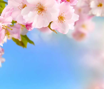 Цветы и растения - 53 | Wall-Style