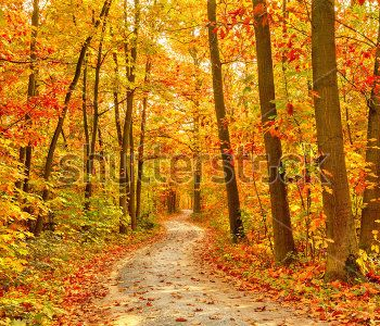 Природа - 553 | Wall-Style