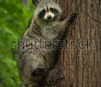 Животные - 49 | Wall-Style