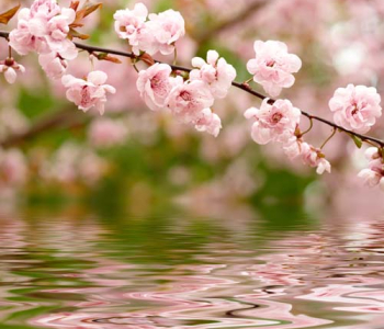 Цветы и растения - 12 | Wall-Style