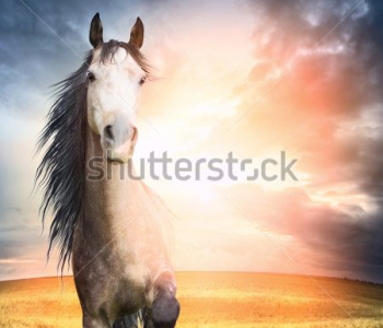 Животные - 80 | Wall-Style