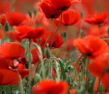 Цветы и растения - 48 | Wall-Style