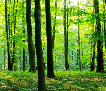 Природа - 157 | Wall-Style