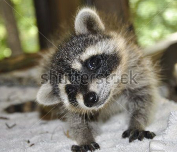 Животные - 304 | Wall-Style