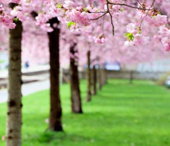 Природа - 15 | Wall-Style