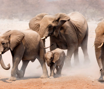 Животные - 23 | Wall-Style