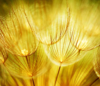 Цветы и растения - 353 | Wall-Style