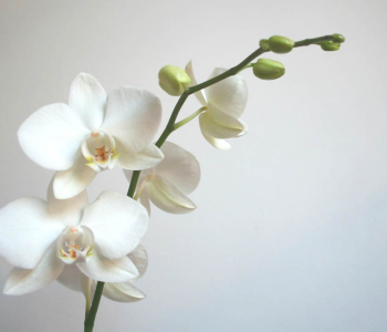 Цветы и растения - 106 | Wall-Style