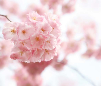 Цветы и растения - 10 | Wall-Style