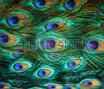 Животные - 58 | Wall-Style