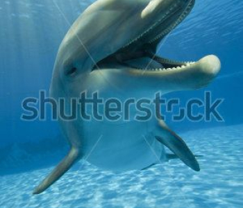 Животные - 87 | Wall-Style