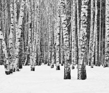 Природа - 490 | Wall-Style