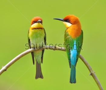 Животные - 105 | Wall-Style