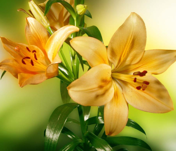 Цветы и растения - 10 | Wall-Style