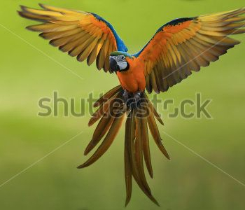 Животные - 110 | Wall-Style