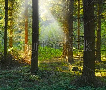 Природа - 160 | Wall-Style