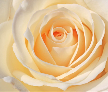 Цветы и растения - 153 | Wall-Style