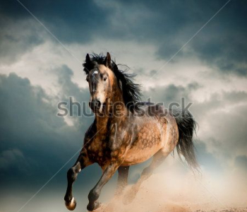 Животные - 68 | Wall-Style