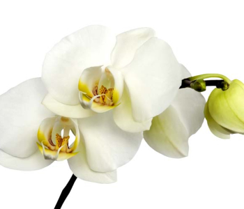 Цветы и растения - 90 | Wall-Style