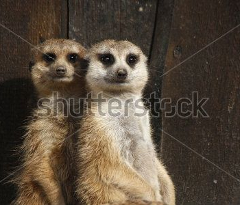 Животные - 253 | Wall-Style