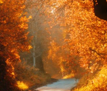 Природа - 46 | Wall-Style