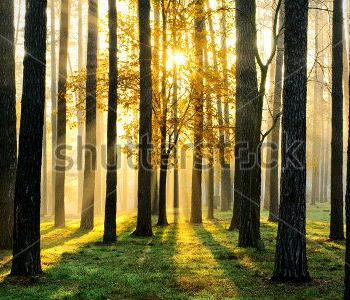 Природа - 165 | Wall-Style