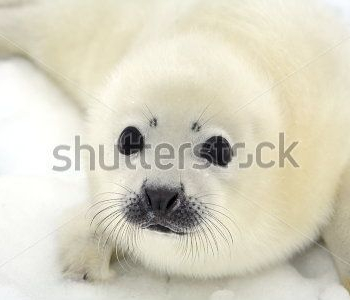 Животные - 389 | Wall-Style