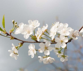 Цветы и растения - 18 | Wall-Style